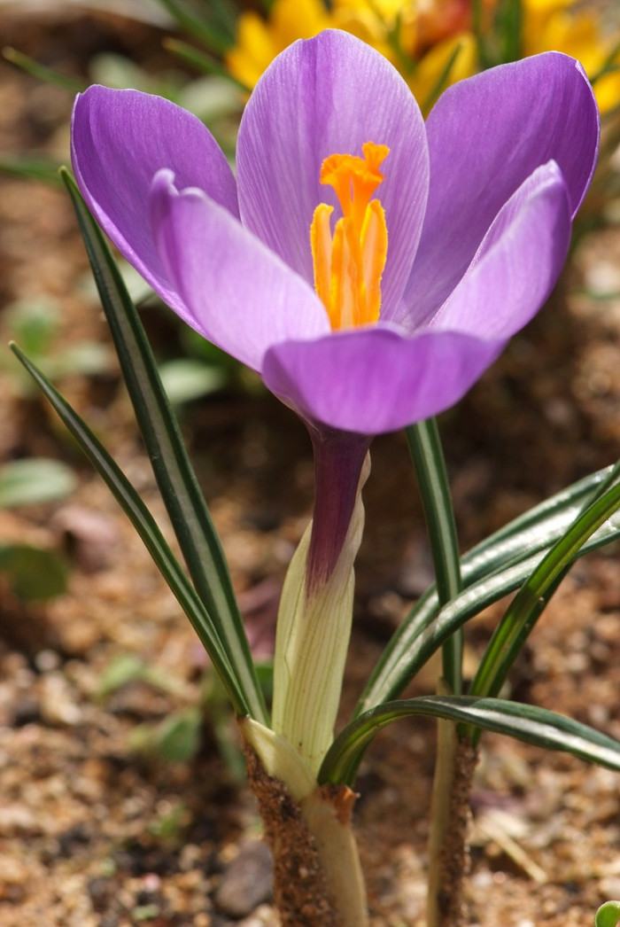 크로커스 - Crocus, Crocus spp.