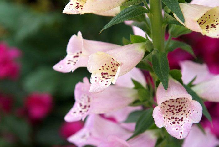 디기탈리스 - Digitalis, Digitalis purpurea L.