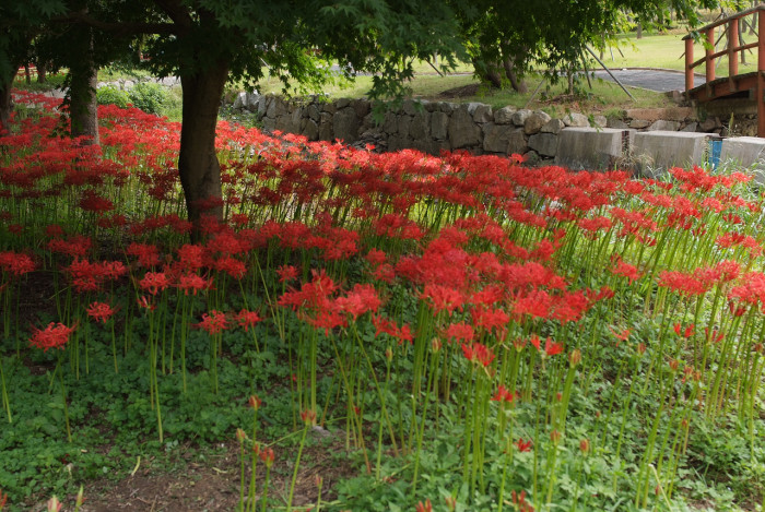 석산 - red spider lily, Lycoris radiata