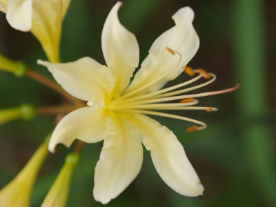 노랑상사화 사진 - Lycoris chinensis var. sinuolata K.H.Tae & S.C.Ko Photos