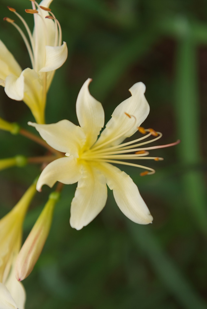 노랑상사화 - Lycoris chinensis var. sinuolata K.H.Tae & S.C.Ko
