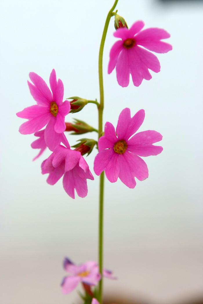 큰앵초 - Primula jesoana Miq.