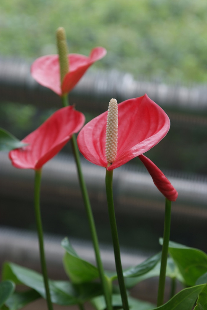 안수리움 - Flamingo lily, tailflower, laceleaf, Anthurium andraeanum