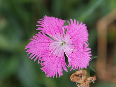 술패랭이꽃 사진 - Dianthus superbus var. longicalycinus Photos
