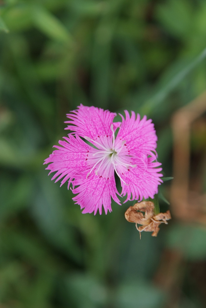 술패랭이꽃 - Dianthus superbus var. longicalycinus