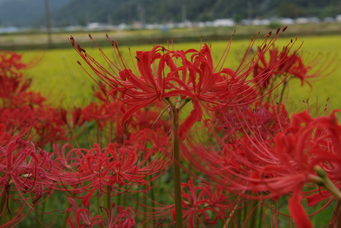 석산 - red spider lily, Lycoris radiata