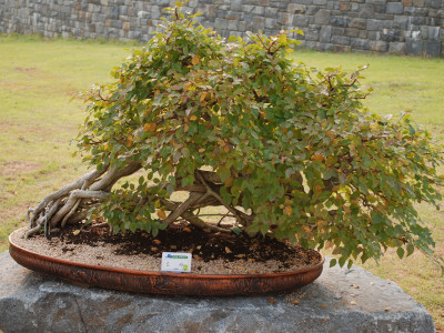 소사나무 사진 - Carpinus coreana Photos