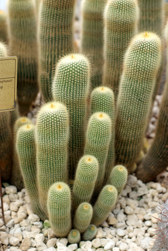 금황환 - Notocactus leninghausii, Eriocactus leninghausii Backeb