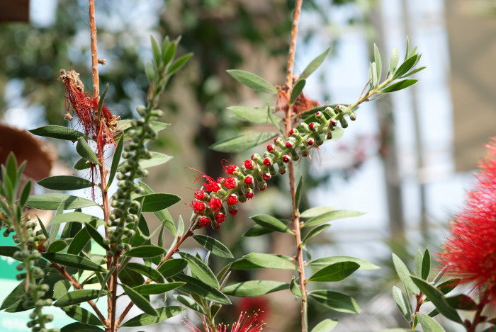 병솔나무 - Bottlebrush, Callistemon lanceolatus