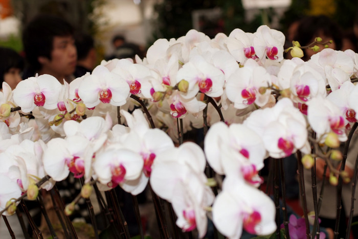 호접란 - Moth orchids, phalaenopsis