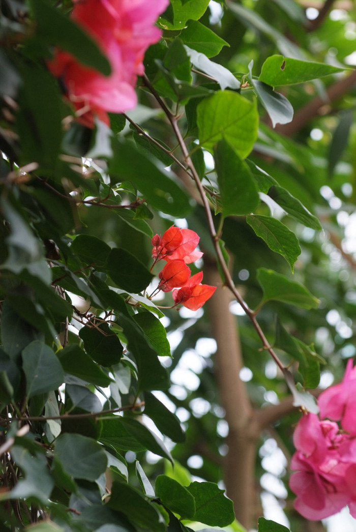 부겐베리아 - paper flower, Bougainvillea glabra