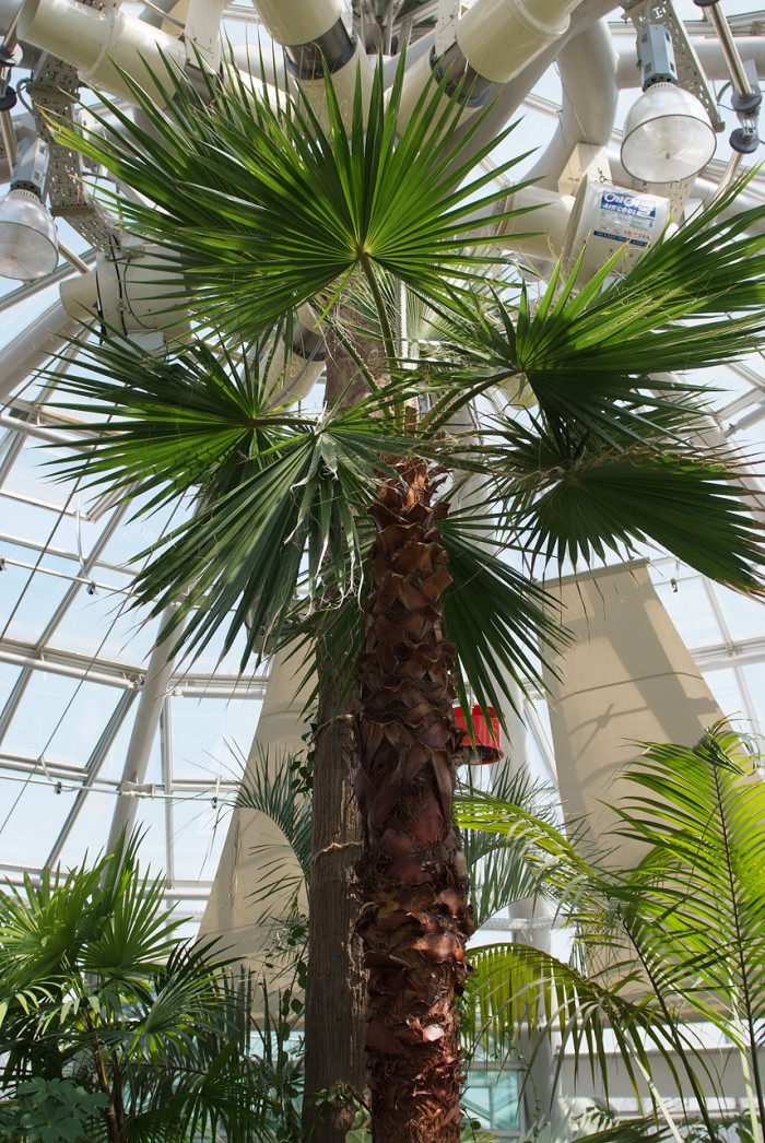 워싱턴야자 - Washington palm, California Fan Palm, Washingtonia filifera