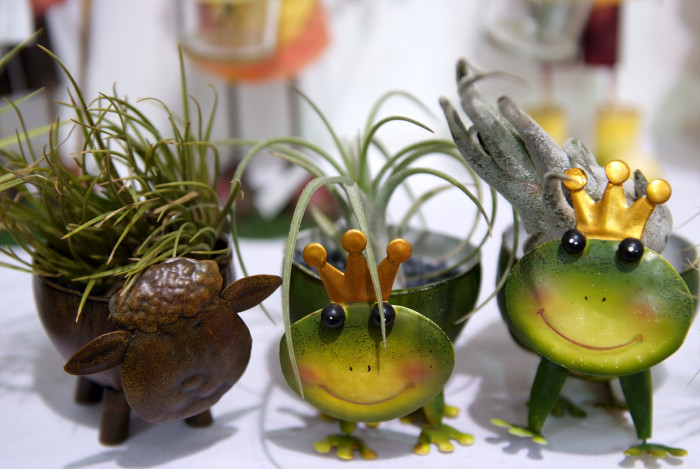 틸란디시아 - Tillandsia bergeri