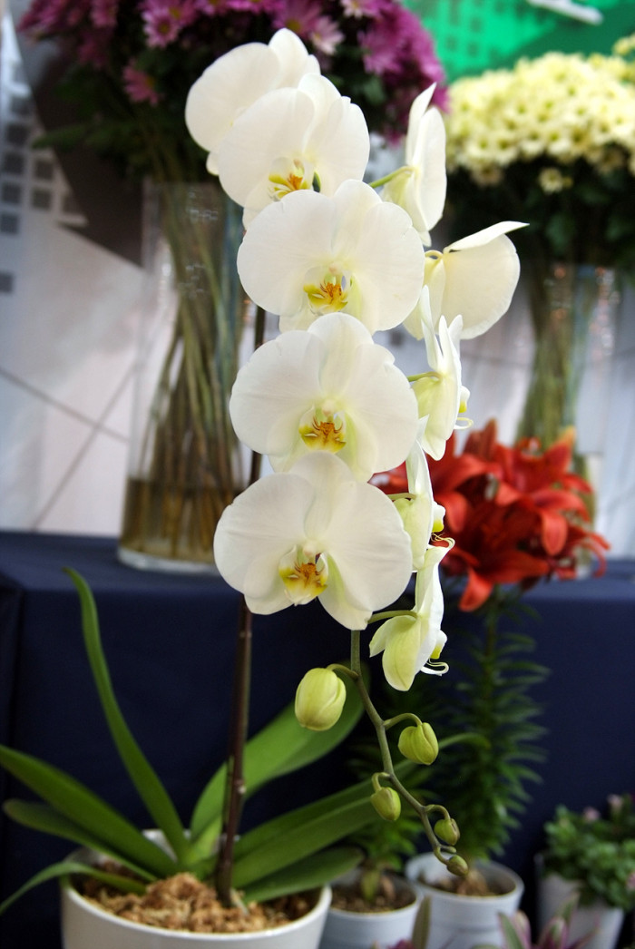 호접란 - Moth orchids, phalaenopsis