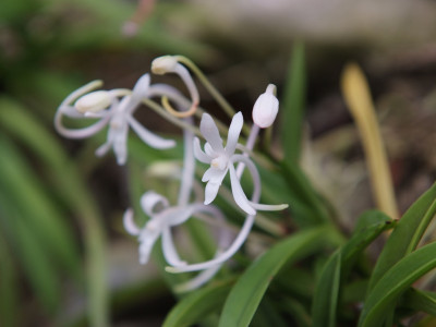 풍란 사진 - Neofinetia falcata (Thunb.) Hu  Photos