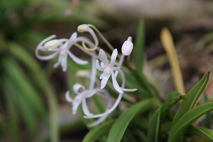 풍란 - KURAMANOSHI, Neofinetia falcata (Thunb.) Hu 