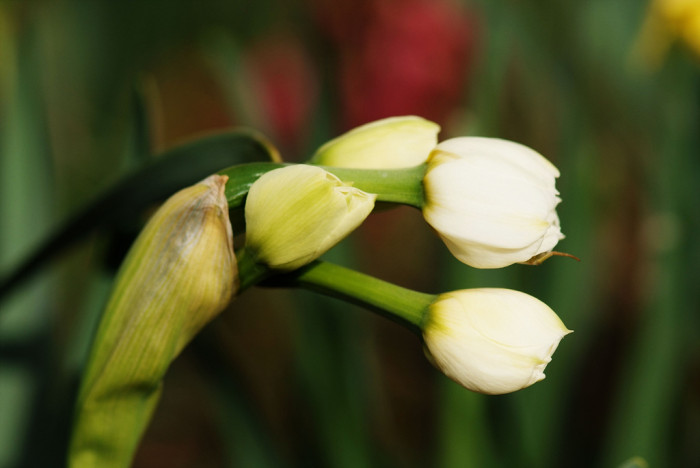 수선화 - daffodil, Narcissus tazetta var. chinensis