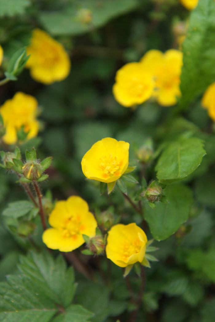 좀양지꽃 - Potentilla matsumurae Th.Wolf