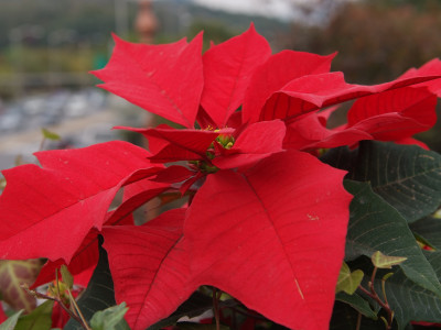 포인세티아 사진 - Euphorbia pulcherrima Willd. Photos