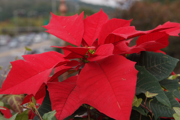 포인세티아 - poinsetia, Euphorbia pulcherrima Willd.