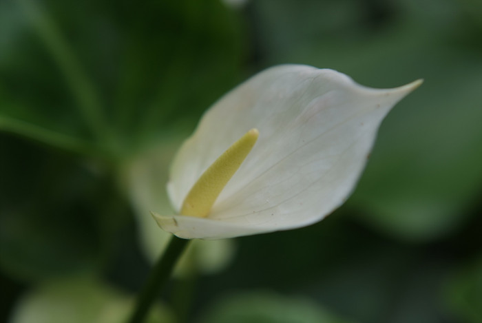 안수리움 - Flamingo lily, tailflower, laceleaf, Anthurium andraeanum