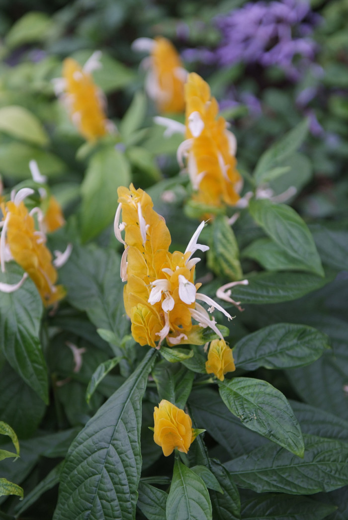 노란새우꽃 - Yellow shirmp plant, Pachystachys lutea Nees