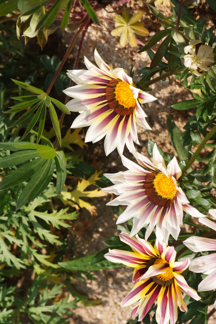 가자니아 - Gazania, Gazania rigens (L.) Gaertn.