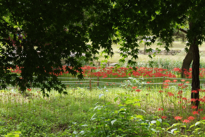 석산 - red spider lily, Lycoris radiata