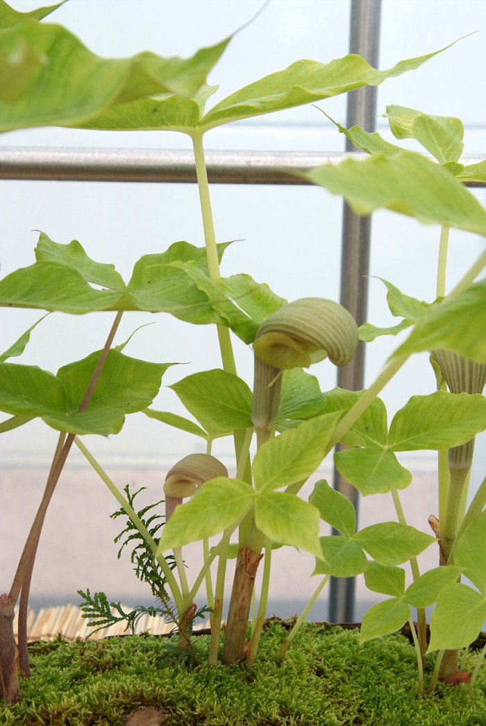 큰천남성 - Arisaema ringens
