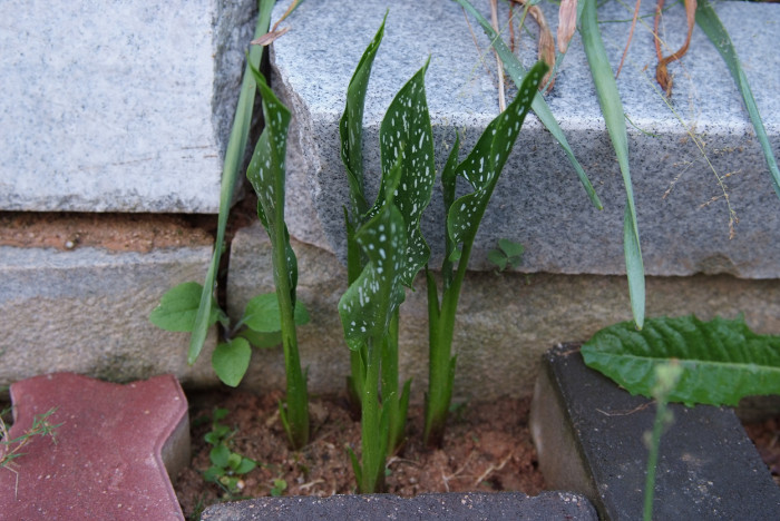 칼라 - calla, Zantedeschia aethiopica