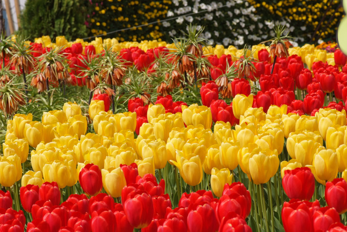튤립 - Tulip, Tulipa gesneriana