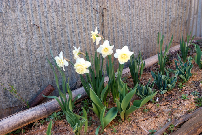 수선화 - daffodil, Narcissus tazetta var. chinensis