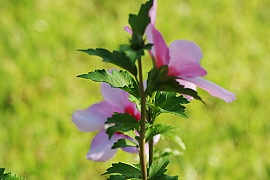 무궁화 - Hibiscus syriacus L.
