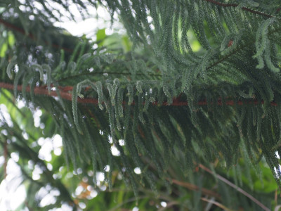 아라우카리아 사진 - Araucaria heterophylla (Salisb.) Franco Photos