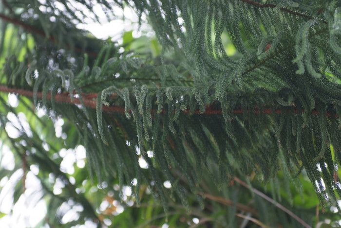 아라우카리아 - Norfolk Island Pine, Araucaria heterophylla (Salisb.) Franco