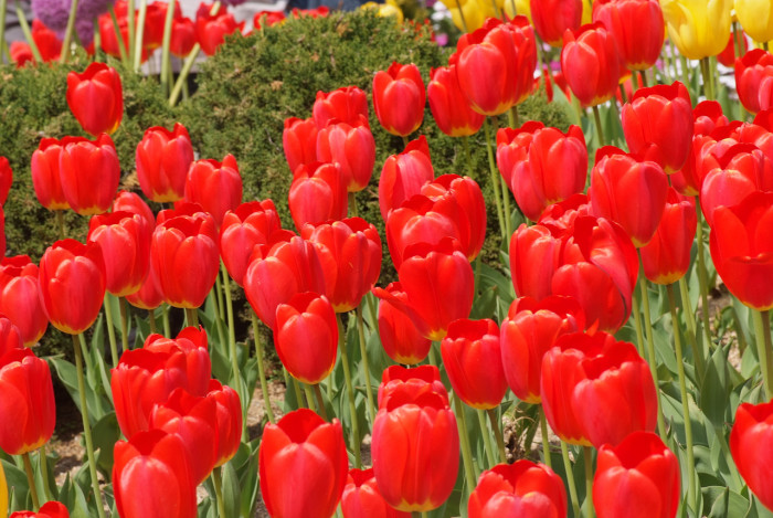 튤립 - Tulip, Tulipa gesneriana
