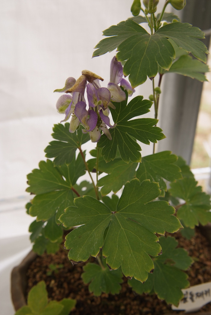 세잎돌쩌귀 - Aconitum triphyllum Nakai