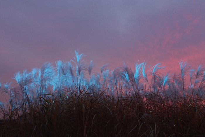 억새 - peder, Miscanthus sinensis var. purpurascens (Andersson) Rendle