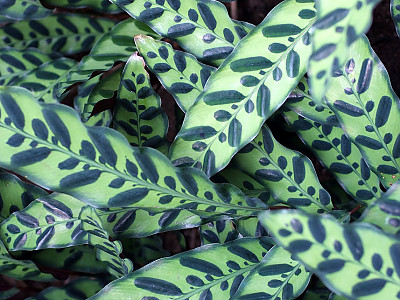 칼라데아 마코야나 사진 - Calathea makoyana Photos