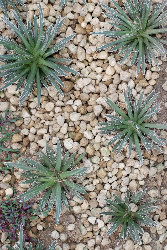희난설 - Agave geminiflora
