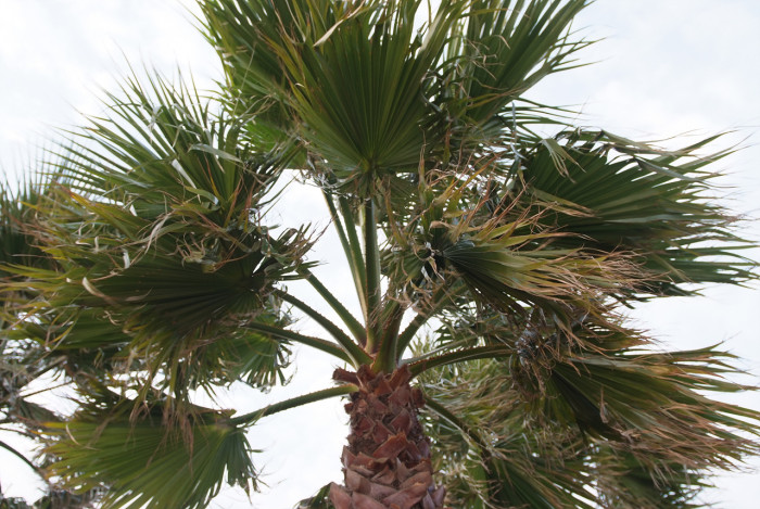 워싱턴야자 - Washington palm, California Fan Palm, Washingtonia filifera