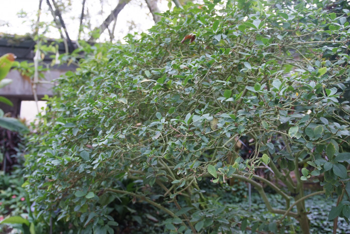 브룬펠시아 - Marning-Moon and night, Brunfelsia pauciflora