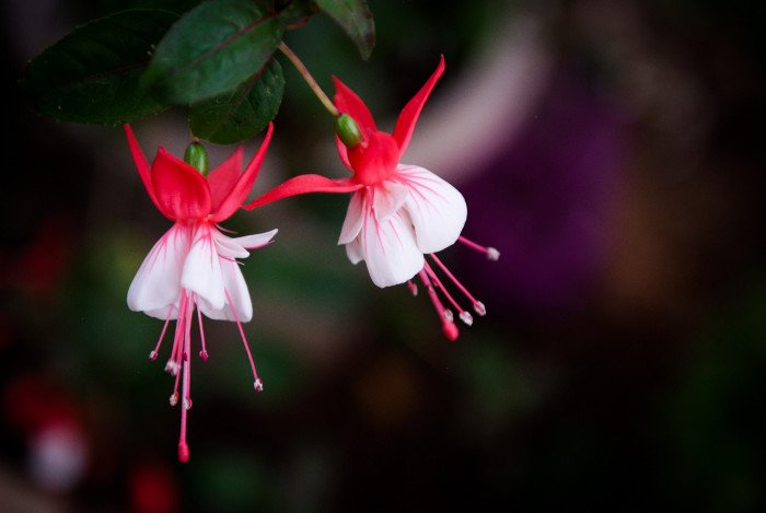 후쿠시아 - Common garden fuchsia, Fuchsia spp.