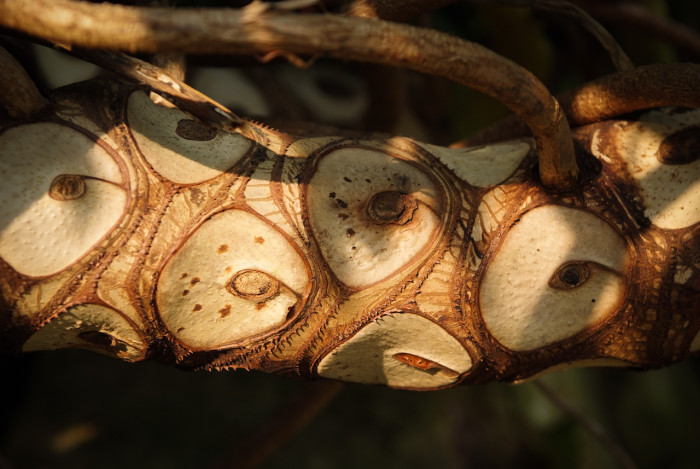 필로덴드론 셀로움 - Selloum philodendron, Philodendron bipinnatifidum