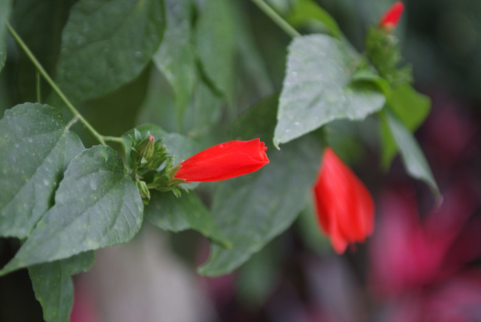 말바비스커스 - Malvaviscus, Malvaviscus arboreus Cav.