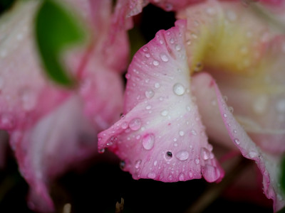 글라디올러스 사진 - Gladiolus gandavensis Van Houtte Photos