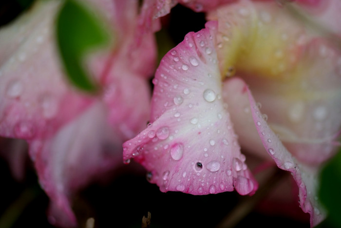 글라디올러스 - Gladiolus gandavensis Van Houtte