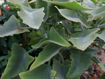 선녀무 사진 - Kalanchoe beharensis Photos