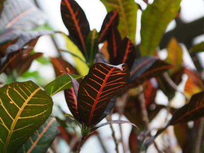 크로톤 사진 - croton,Codiaeum variegatum,pictum Photos