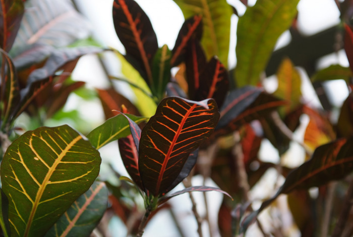 크로톤 - Croton codiaeum revolution, croton,Codiaeum variegatum,pictum